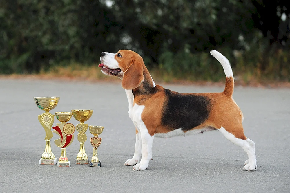 Beagle Terrier