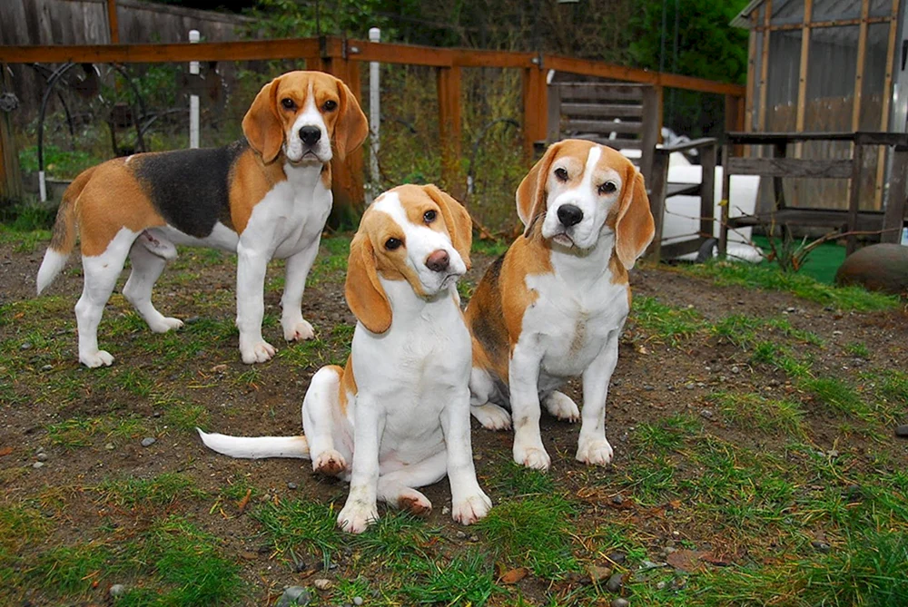 Beagle Hunderasse