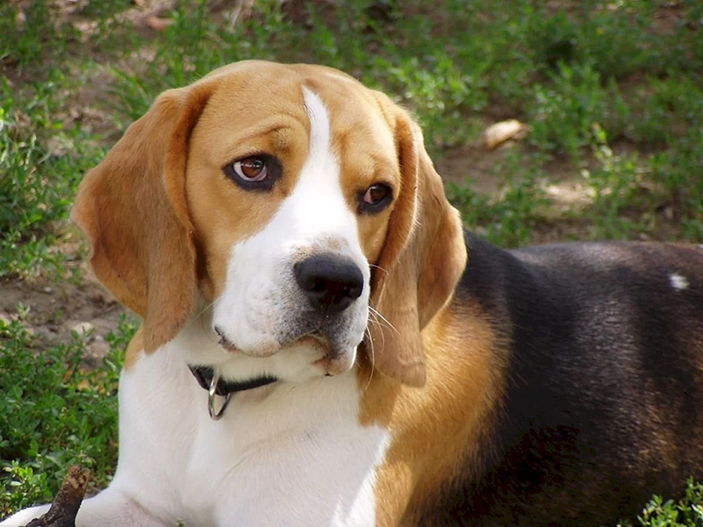 Irish Currie Beagle