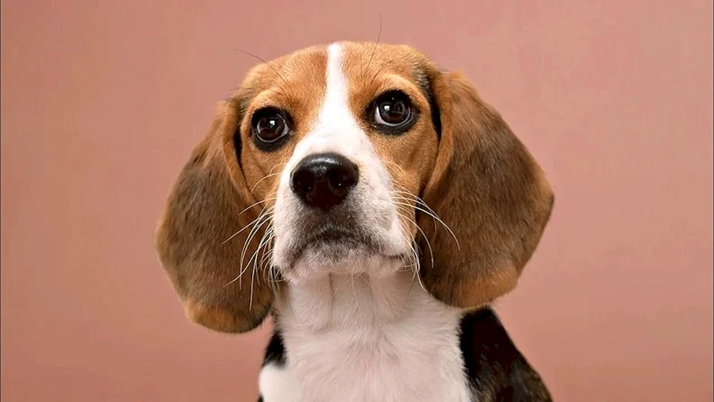 Terrier Ohren
