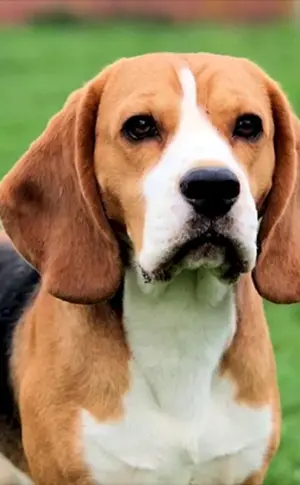 Beagle