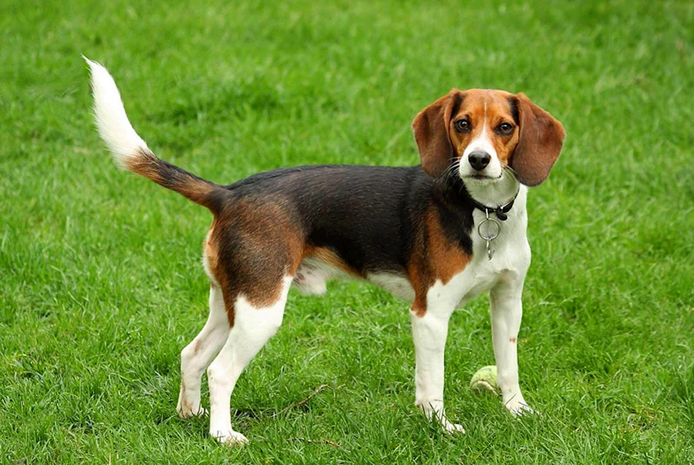 French Beagle Harrier