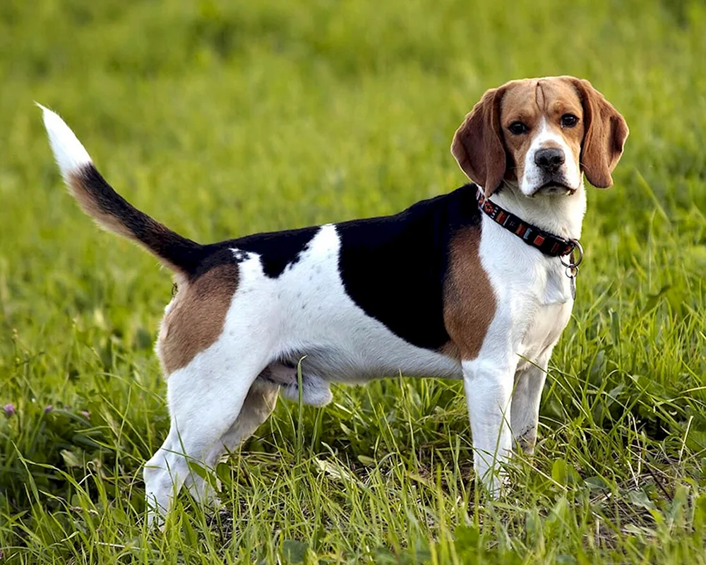 Rasse des Beagle