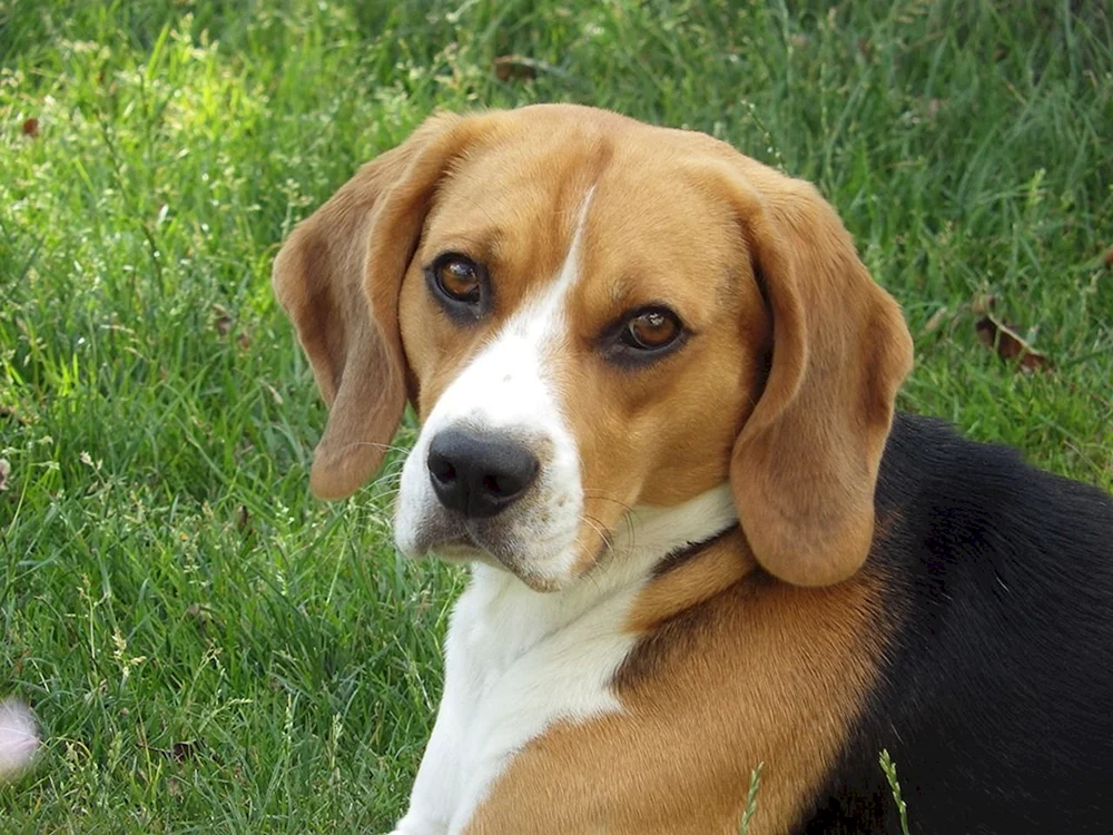 Hunderasse Beagle