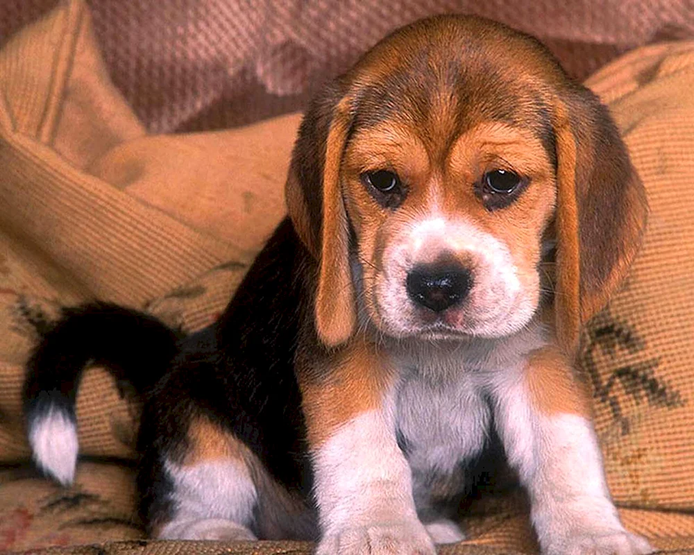 Beagle Hund