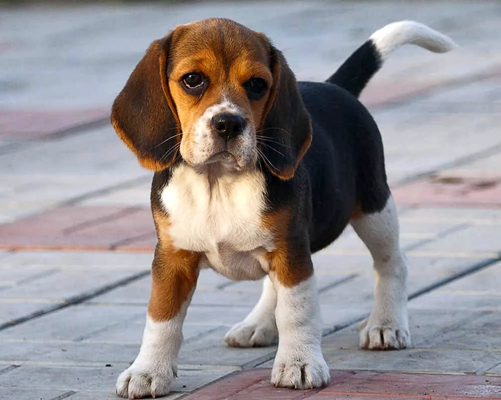 Basset