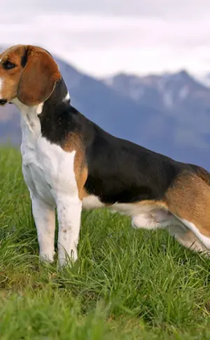 Beagle