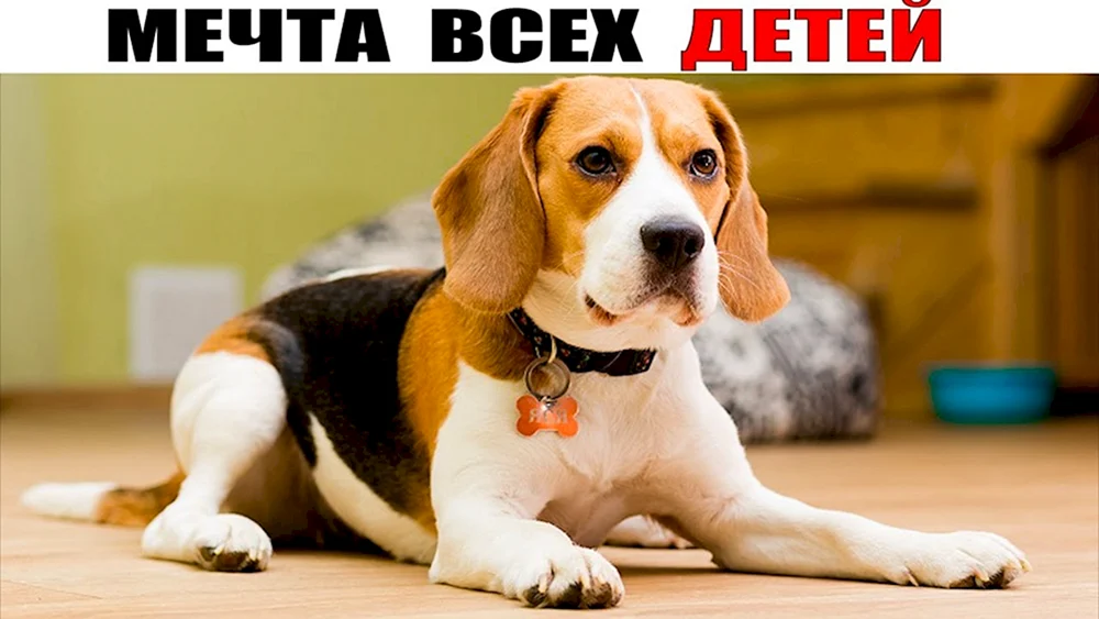 Rasse des Beagle-Hundes