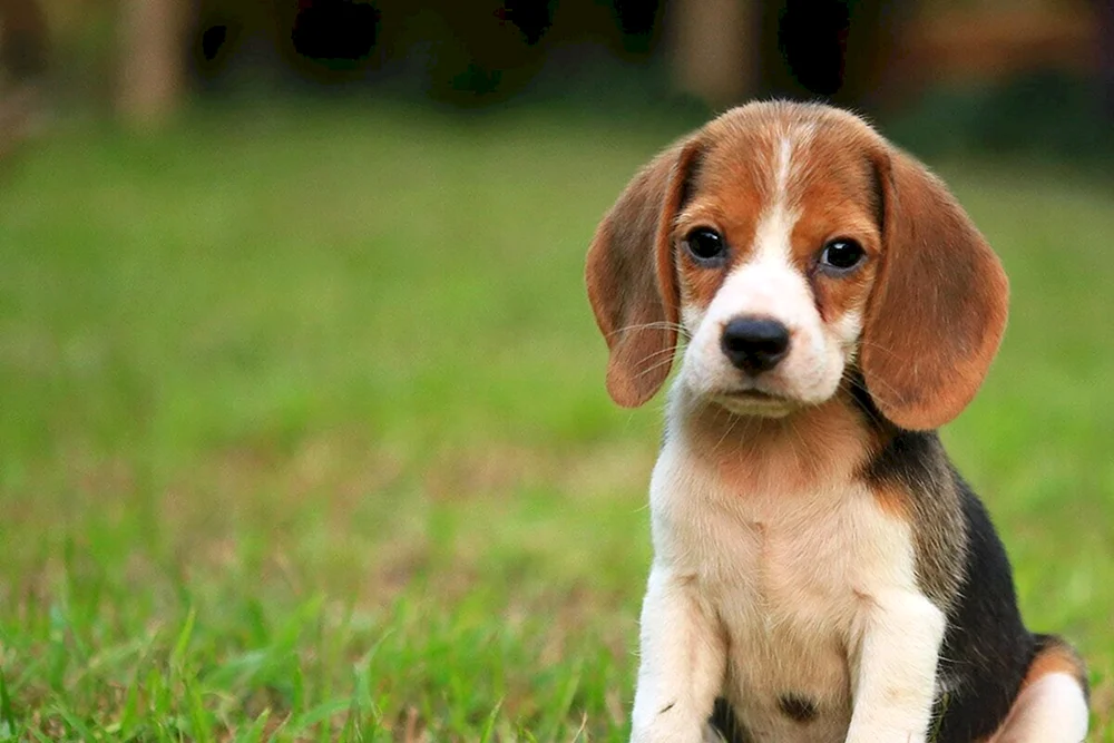 Beagle Harrier Hunderasse Beaglehund