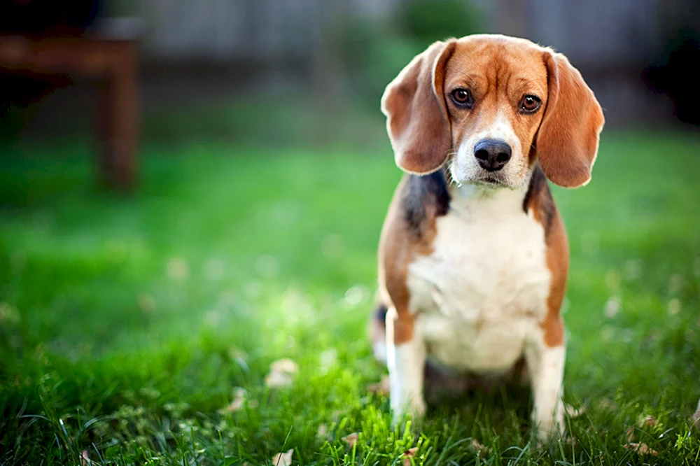 Beaglehund