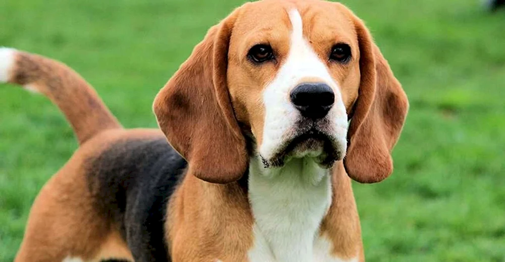 Beaglehund