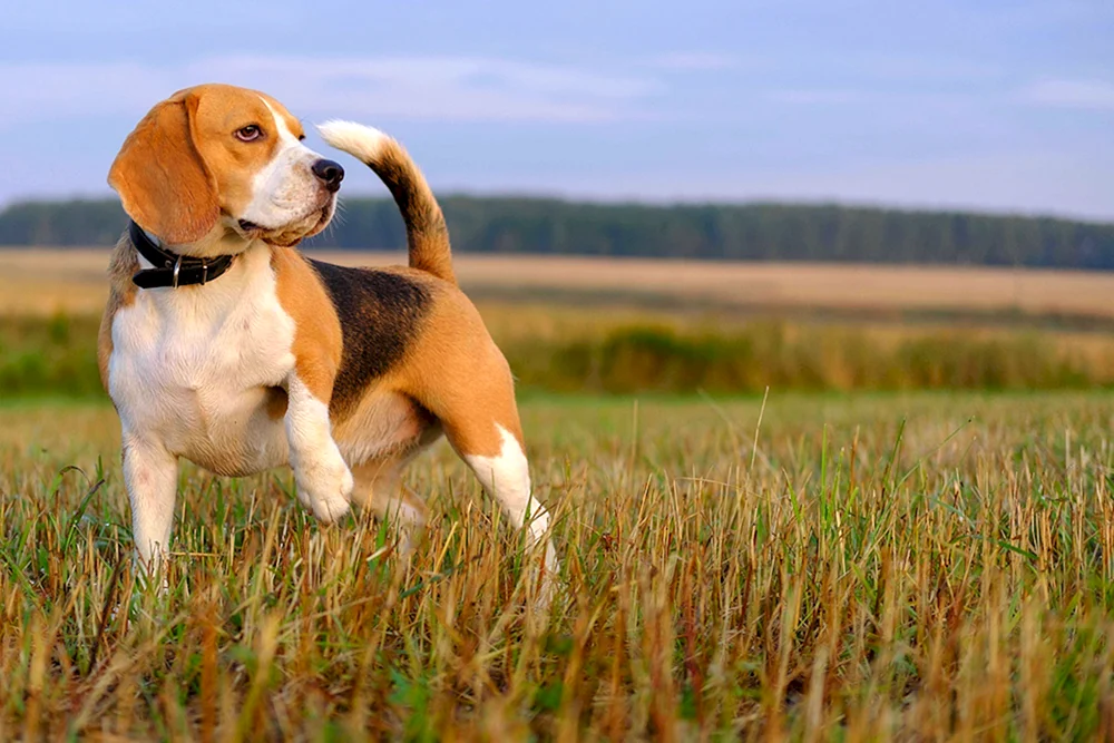 Beaglehund