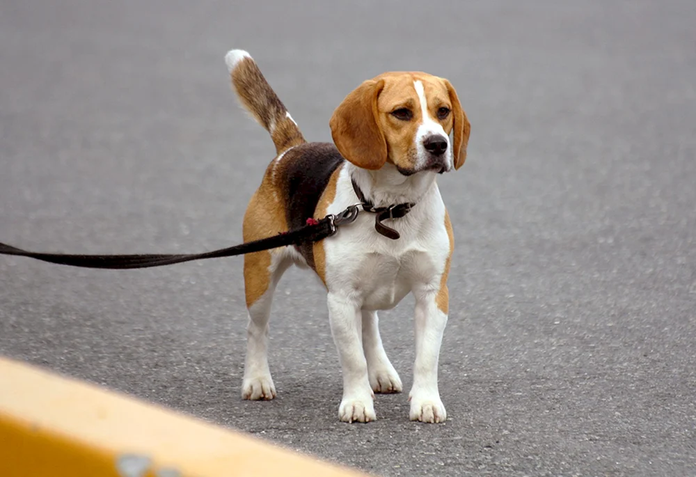 Beaglehund Rasse