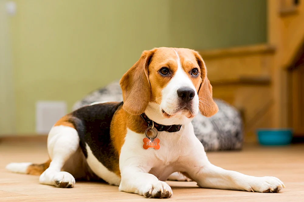 Beagle Hunderasse Beagle