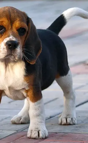Beagle