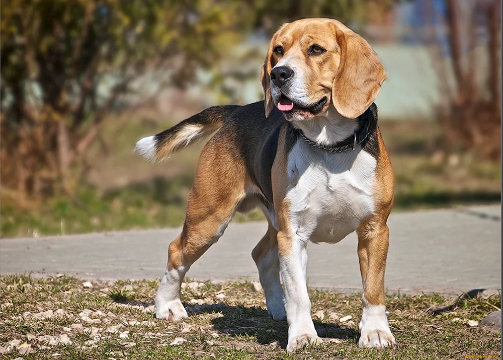 Beagle Hunderasse