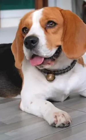 Beagle-Rasse