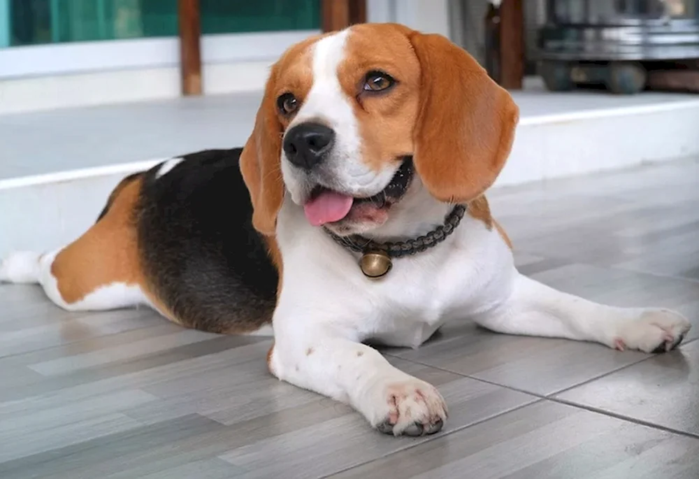 Beagle-Rasse