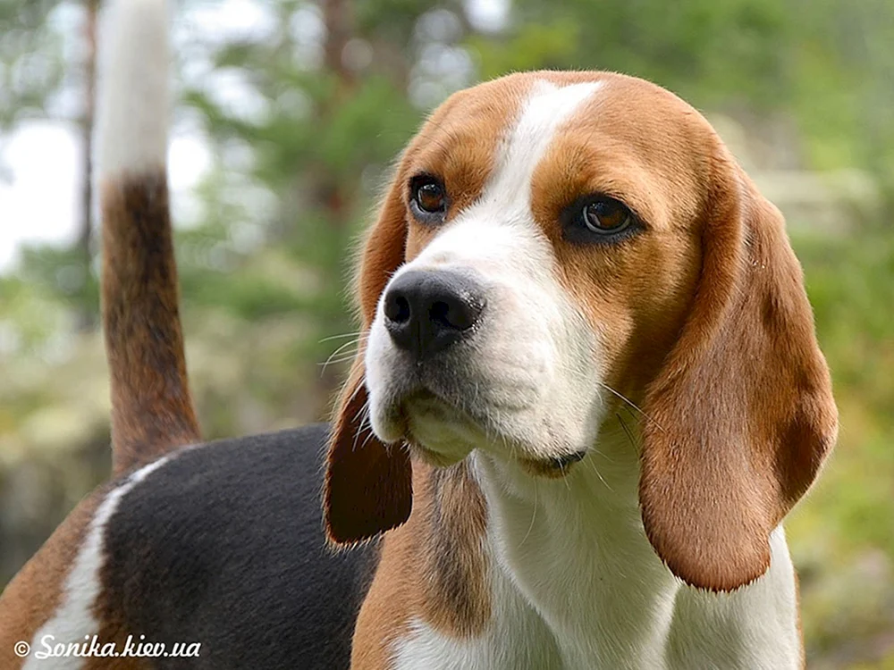 Hunderasse Beagle