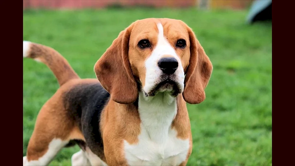 Beagle-Rasse