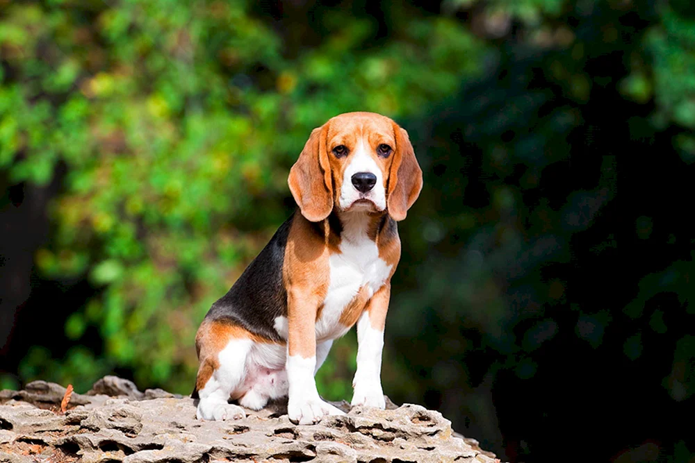 Beagle-Rasse