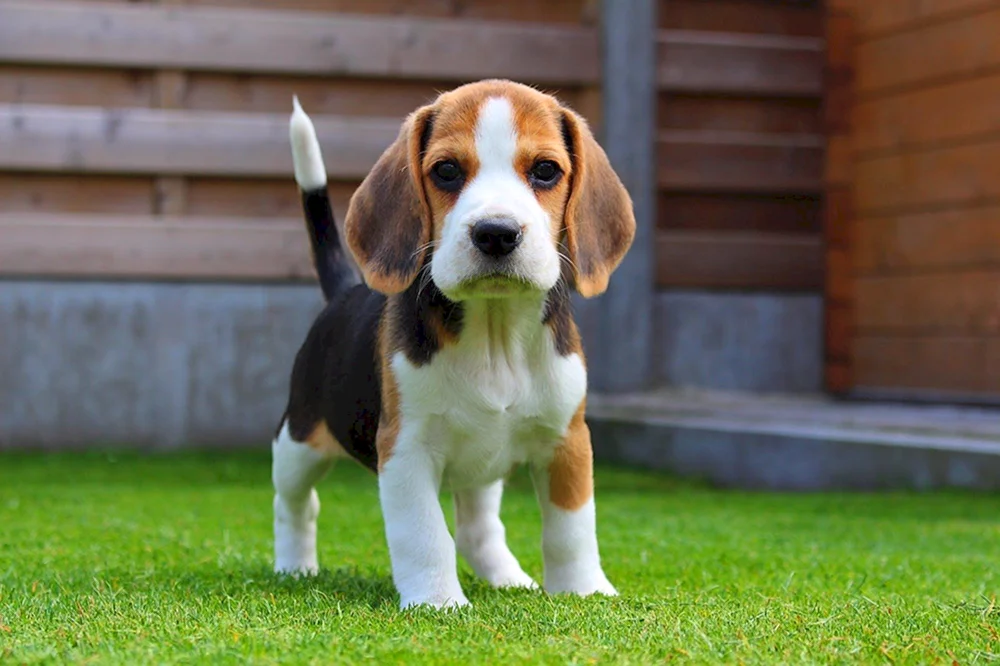 Beagle-Rasse