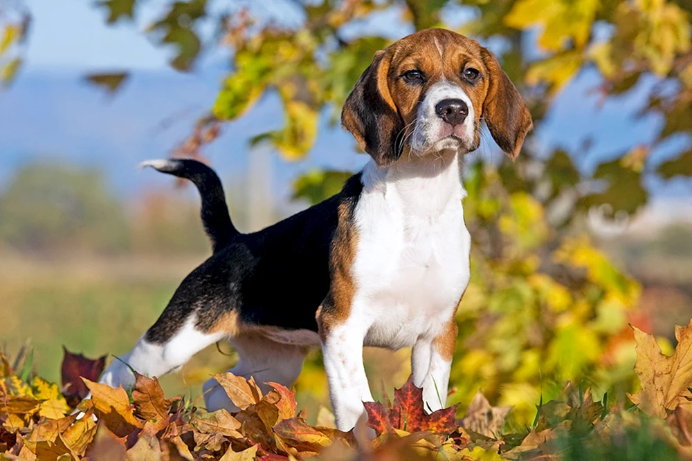 Beagle-Rasse