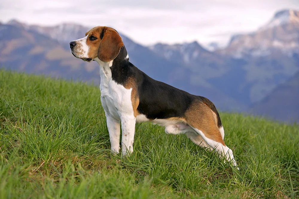 Beagle-Rasse
