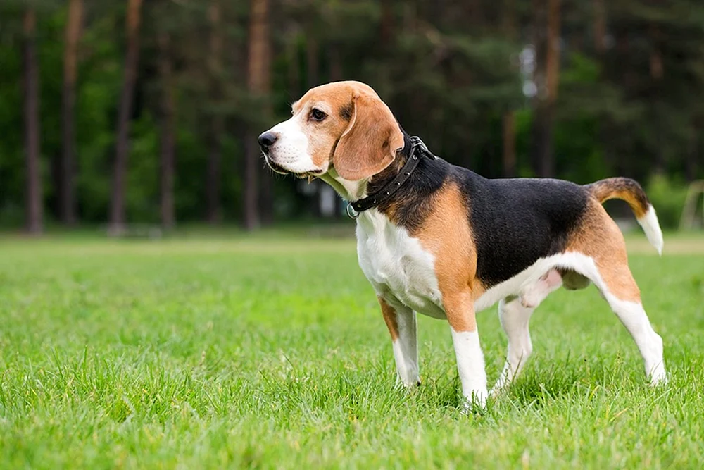 Beagle-Rasse