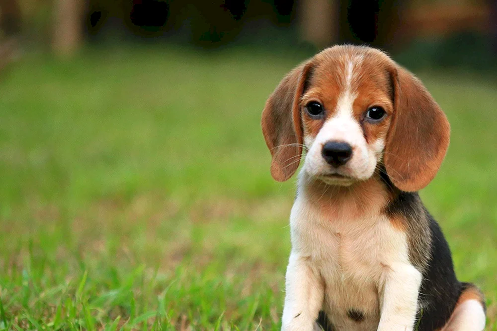 Beagle-Rasse