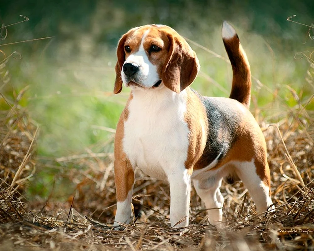 Beagle-Rasse. Beagle