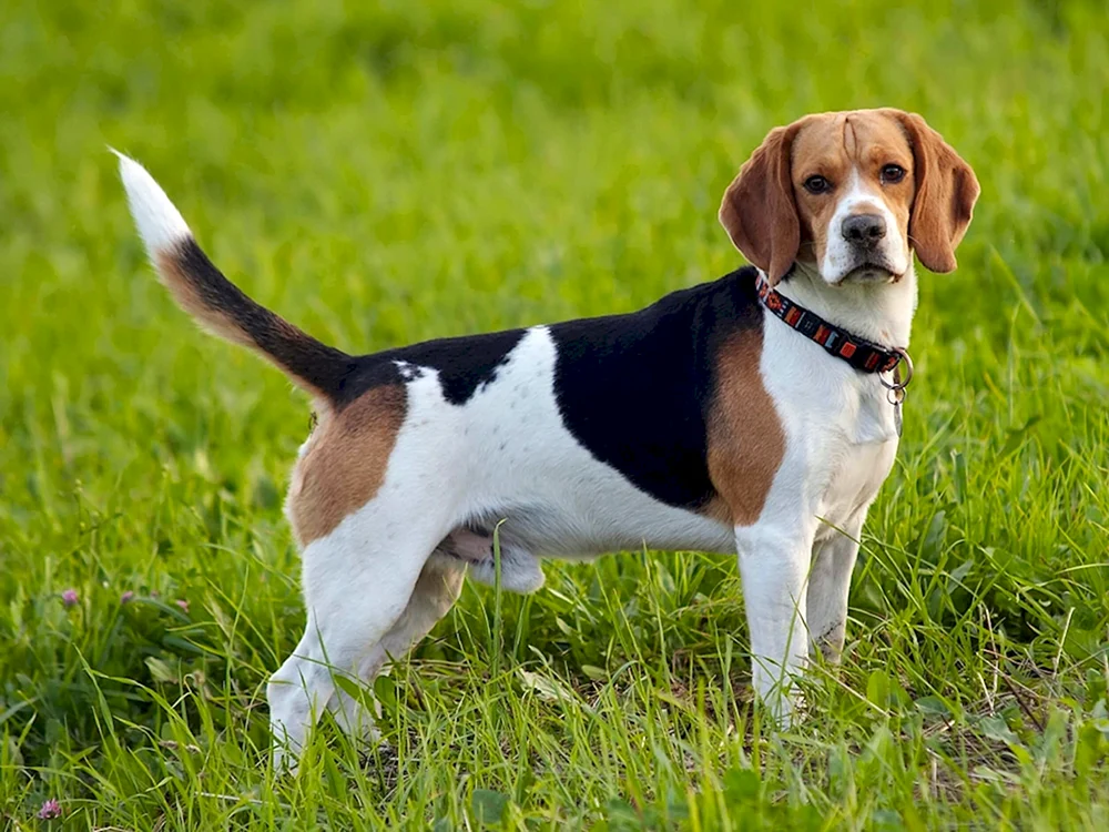 Beagle Hunderasse