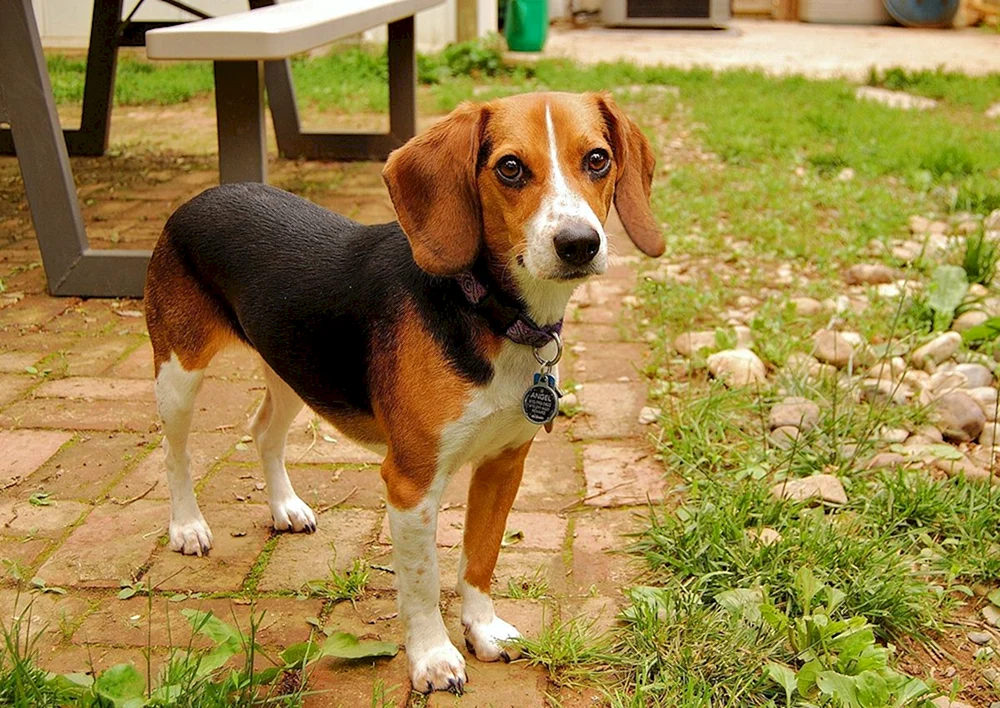 Beagle Terrier