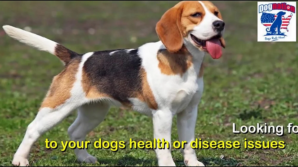 Beagle Hunderasse