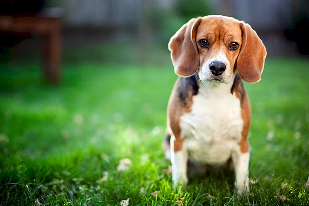 Beagle Hunderasse