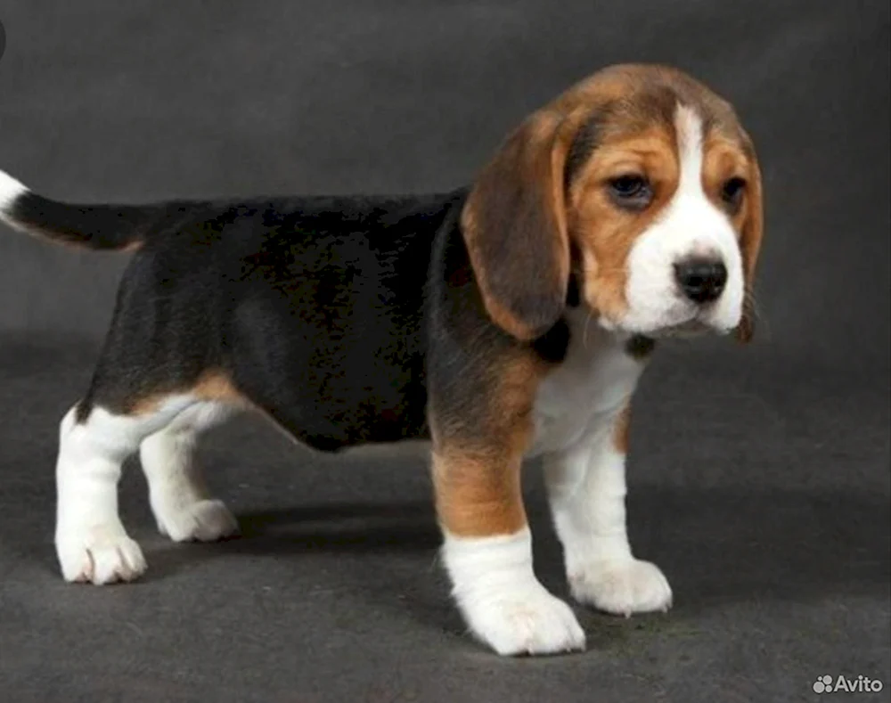 Beagle Hunderasse