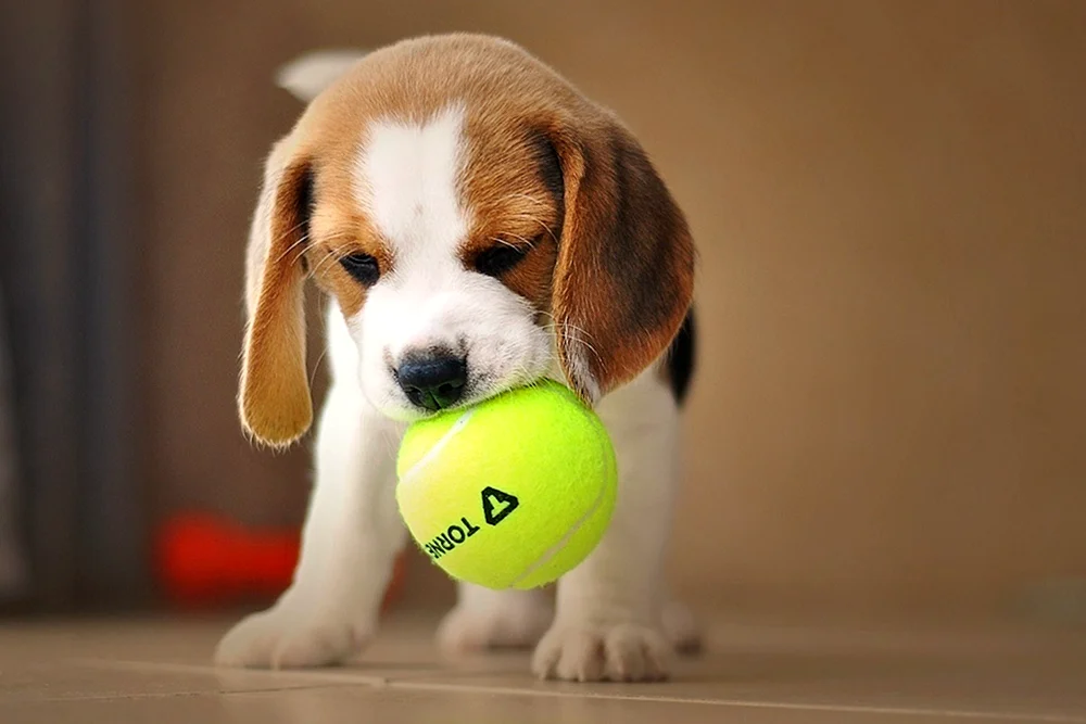 Beagle Hunderasse