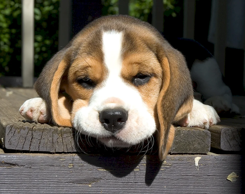 Beagle Hunderasse