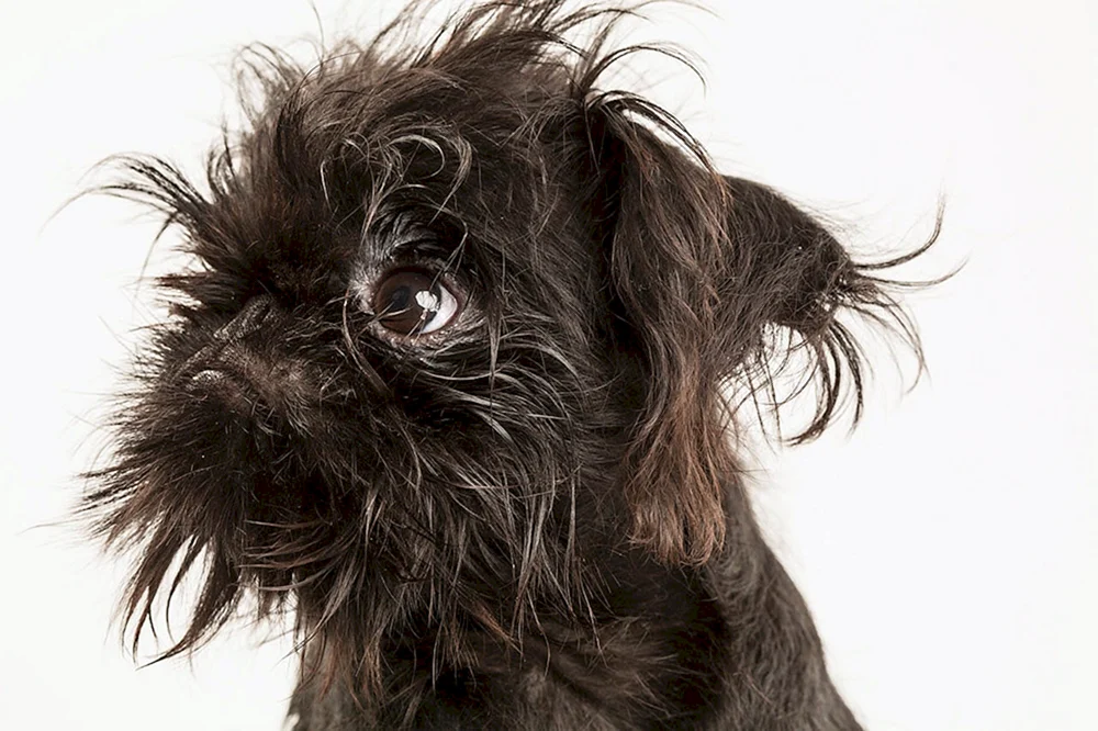 Brüsseler Griffon