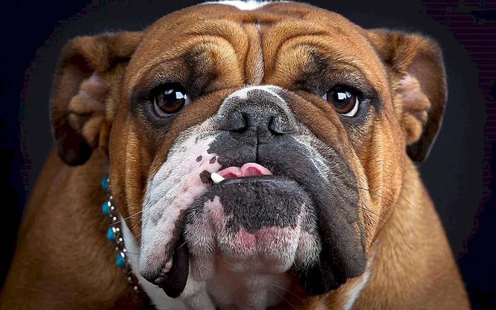 Bulldoggenhunderasse