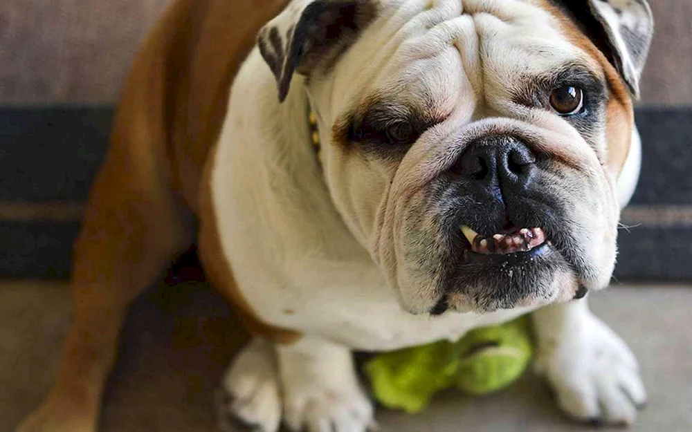 Hunderasse Bulldogge