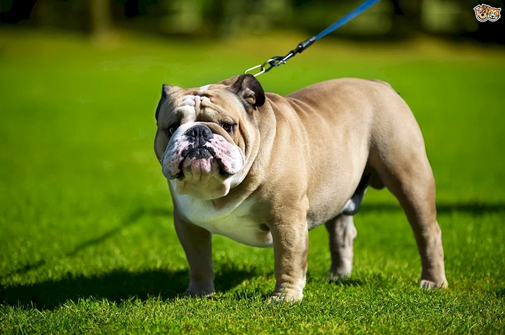 Englische Bulldogge Hunderassen