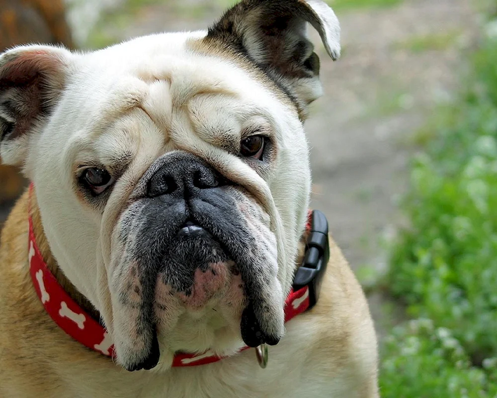 Englische Bulldogge