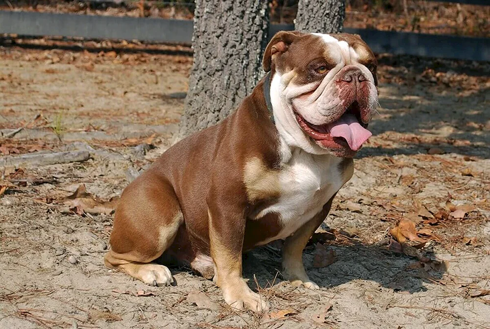 Englische Bulldogge Hunderassen