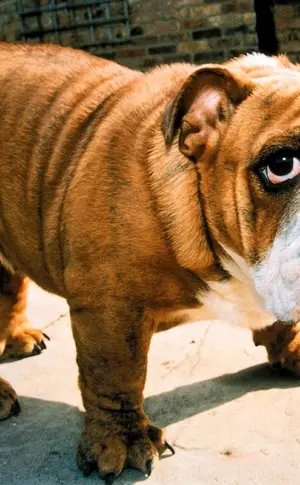 Bulldogge