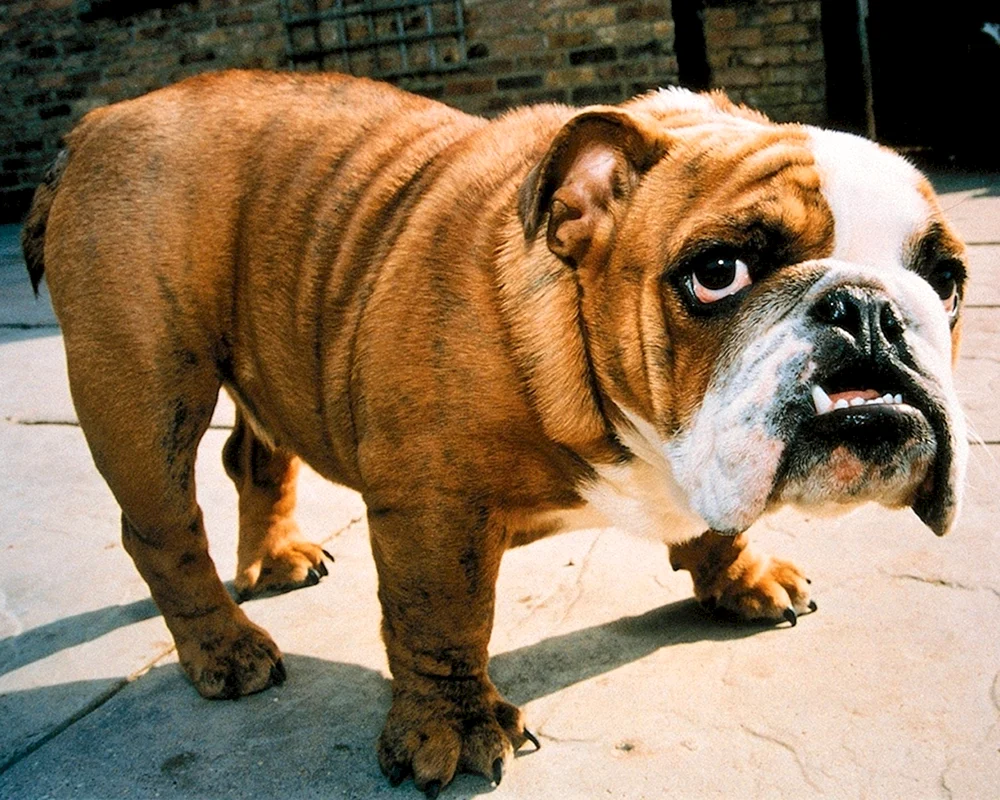 Bulldogge