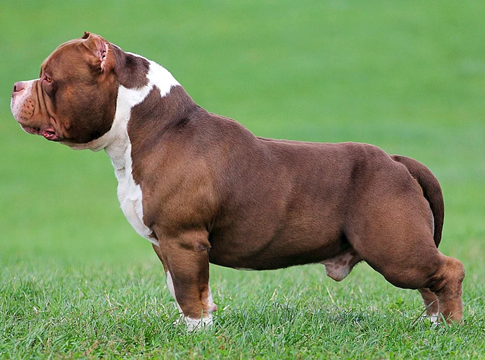 Amerikanischer Bulli