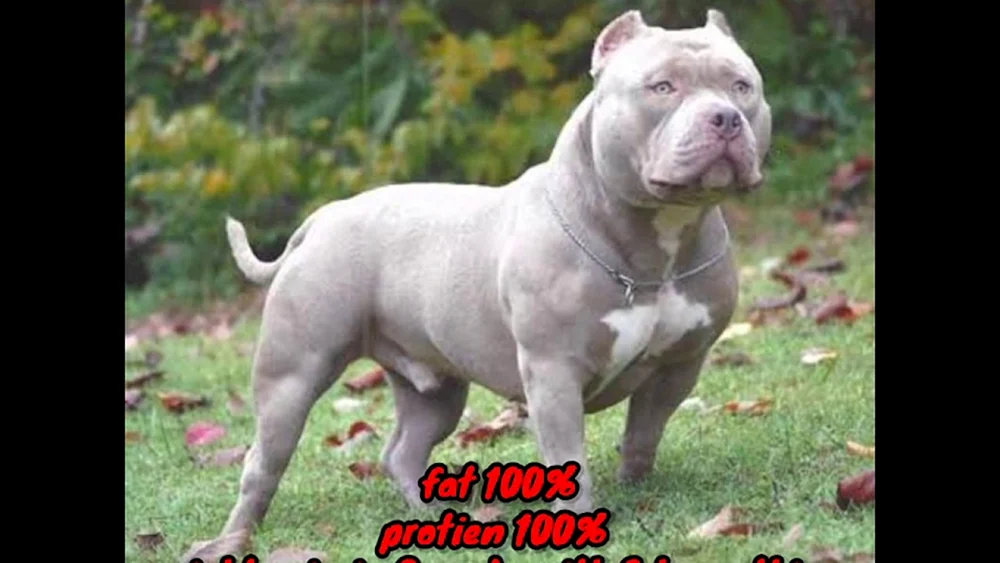 Amerikanische Bullie Hunderasse