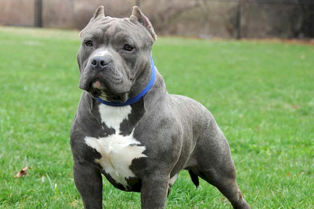 Amerikanischer Bullie