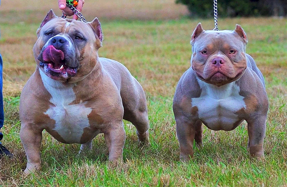 Amerikanische Bullie Hunderasse Bullie